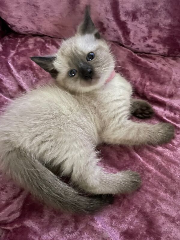 1 Girl left🐈‍⬛beautiful kittens❤️🐈‍⬛🐈‍⬛ looking a forever home 🏠 for sale in St Mellons / Llaneurwg, South Glamorgan