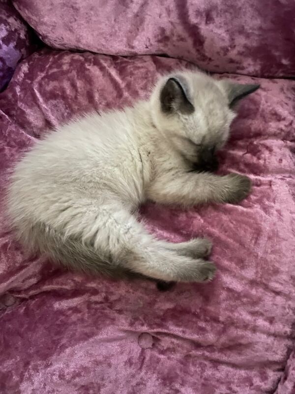 1 Girl left🐈⬛beautiful kittens❤️🐈⬛🐈⬛ looking a forever home 🏠 for sale in St Mellons / Llaneurwg, South Glamorgan | Image 2