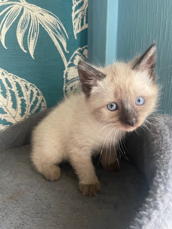 1 Girl left🐈‍⬛beautiful kittens❤️🐈‍⬛🐈‍⬛ looking a forever home 🏠 for sale in St Mellons / Llaneurwg, South Glamorgan | Image 3