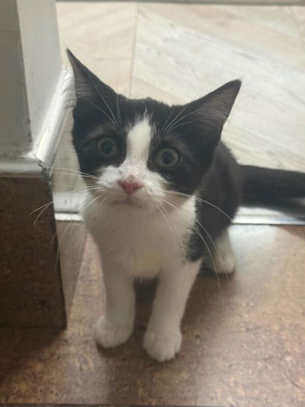 Siamese Kittens For Sale Under £300