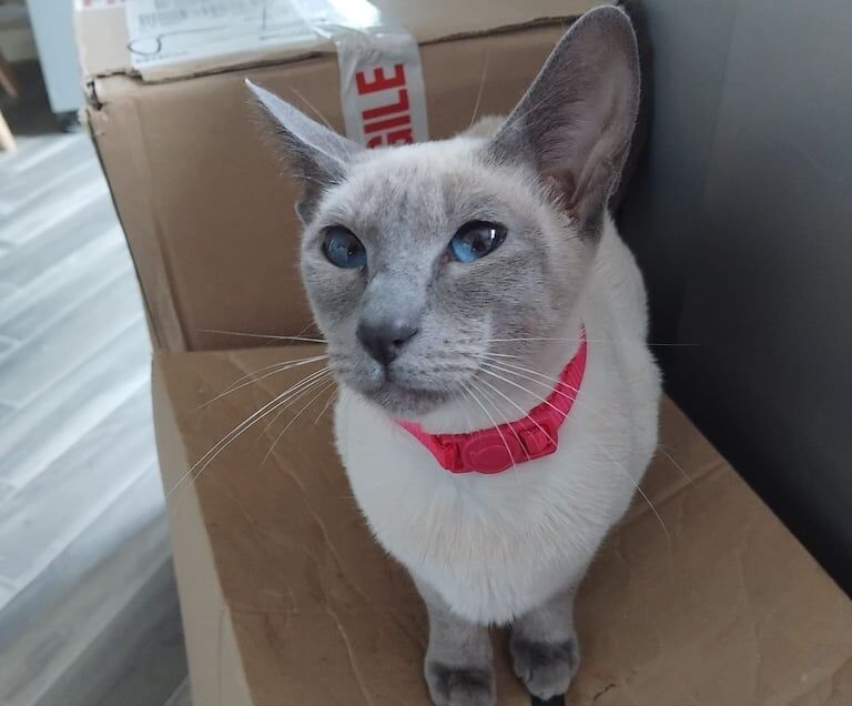 Siamese kittens for sale in Broadheath, Greater Manchester – 9 months old