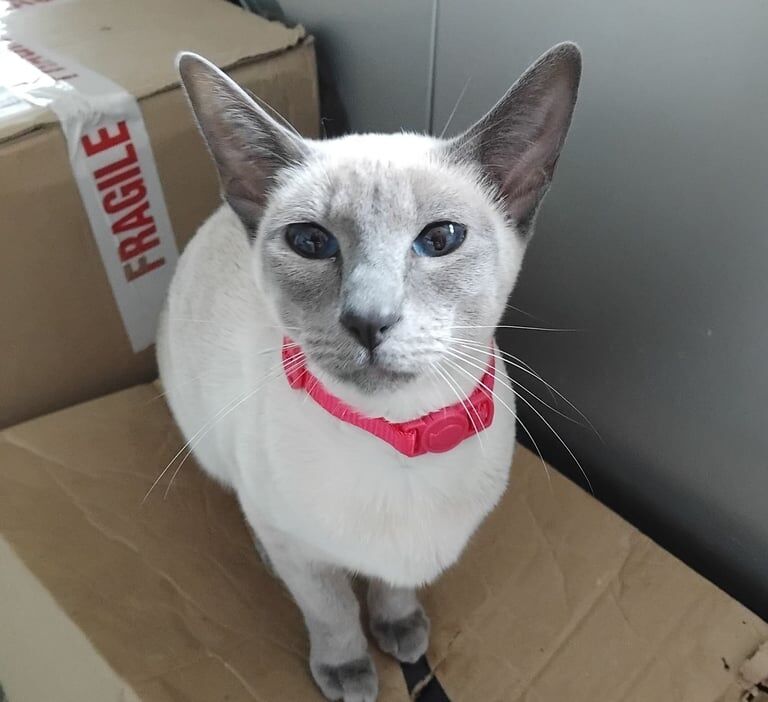 Siamese kittens for sale in Broadheath, Greater Manchester – 9 months old - Image 2 of 3