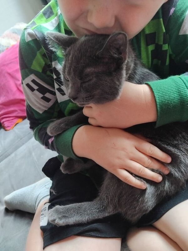 Siamese kittens for sale in Broadheath, Greater Manchester – 9 months old - Image 3 of 3
