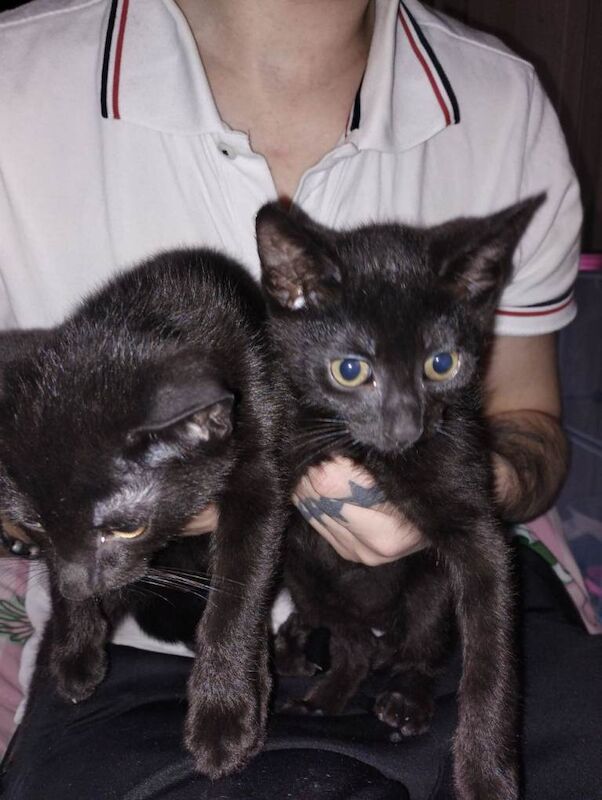 Siamese kittens for sale in Blyth, Northumberland – 11 weeks old