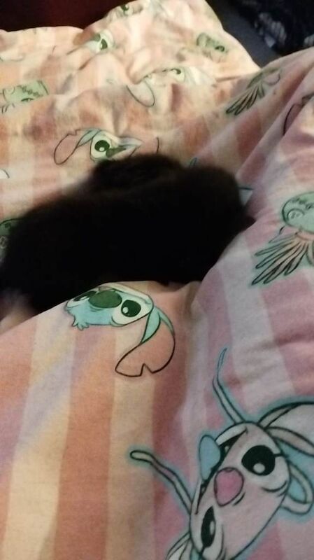 Siamese kittens for sale in Blyth, Northumberland – 11 weeks old - Image 2 of 4