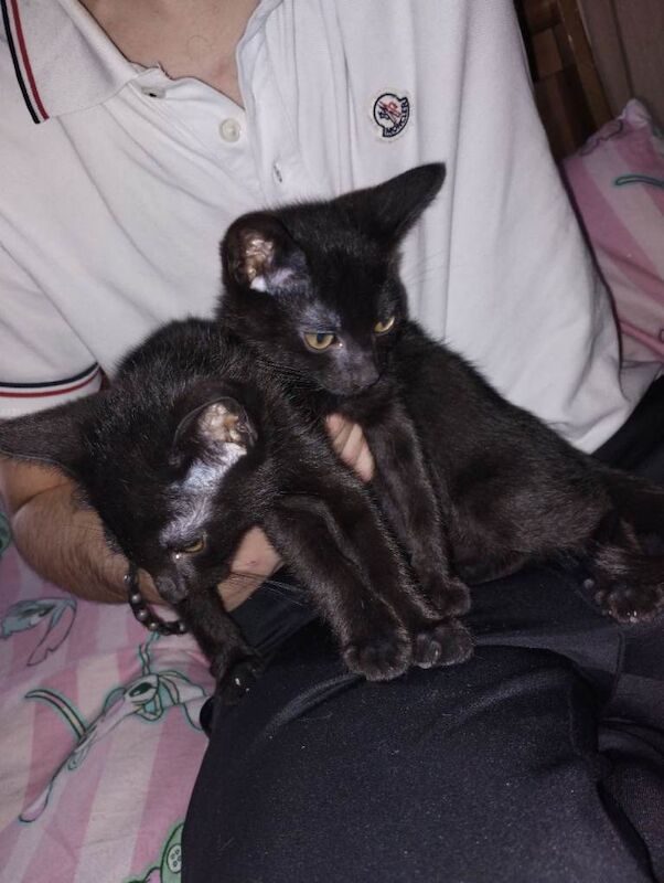 Siamese kittens for sale in Blyth, Northumberland – 11 weeks old - Image 3 of 4