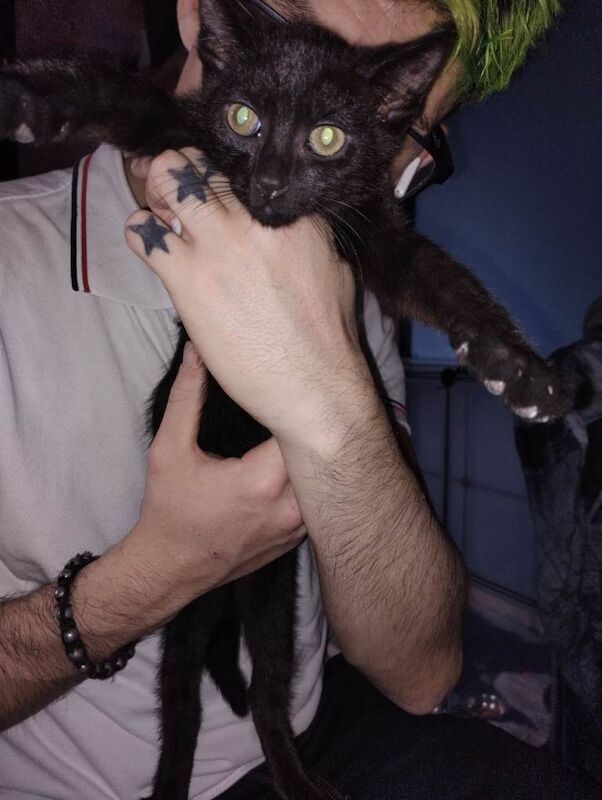 Siamese kittens for sale in Blyth, Northumberland – 11 weeks old - Image 4 of 4