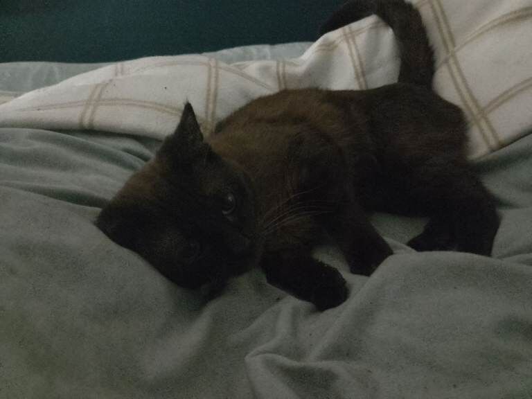 2 Siamese x brothers for sale