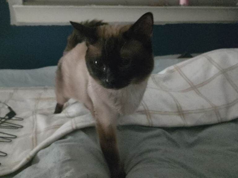 2 Siamese x brothers for sale - Image 2 of 3