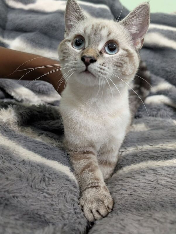 Siamese kittens for sale in Enfield, Greater London – 4 months old