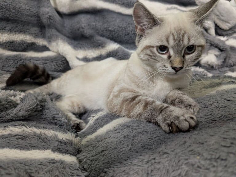 Siamese kittens for sale in Enfield, Greater London – 4 months old - Image 3 of 3