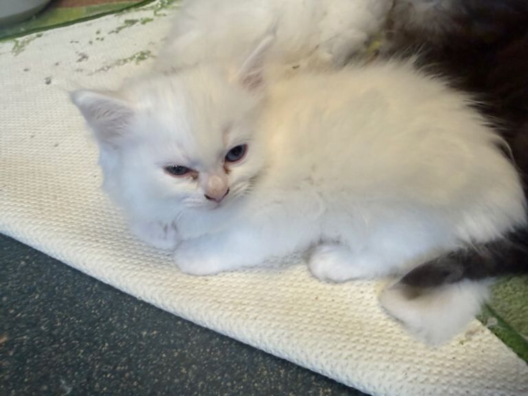 4 8 week old kittens up for sale - Image 2 of 3