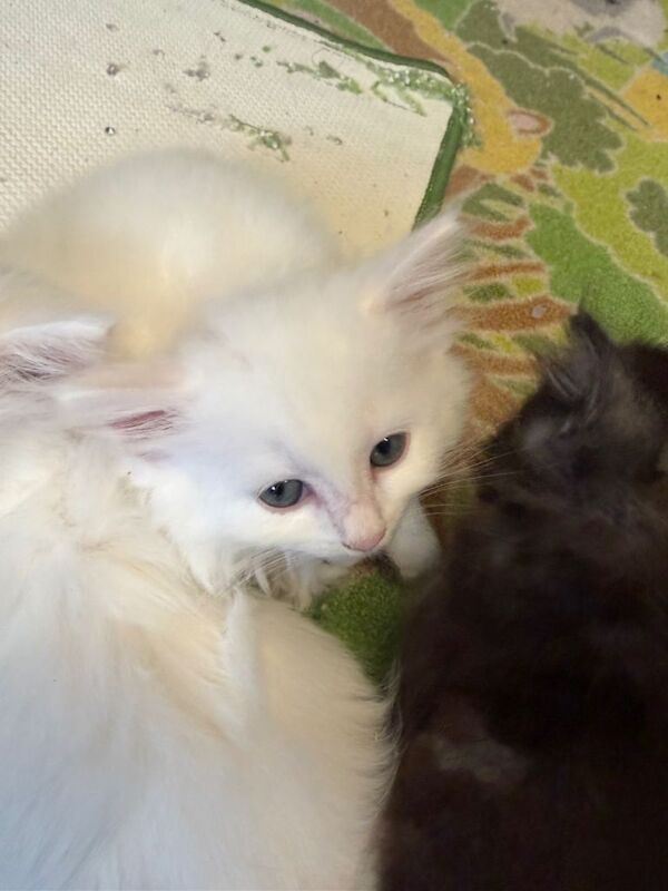 4 8 week old kittens up for sale - Image 3 of 3
