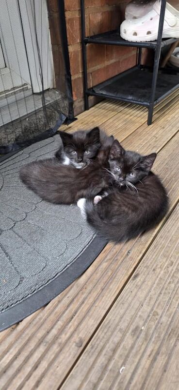 Siamese kittens for sale in Kidderminster, Worcestershire – 3 months old