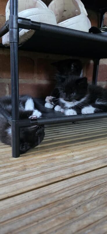 Siamese kittens for sale in Kidderminster, Worcestershire – 3 months old - Image 2 of 3