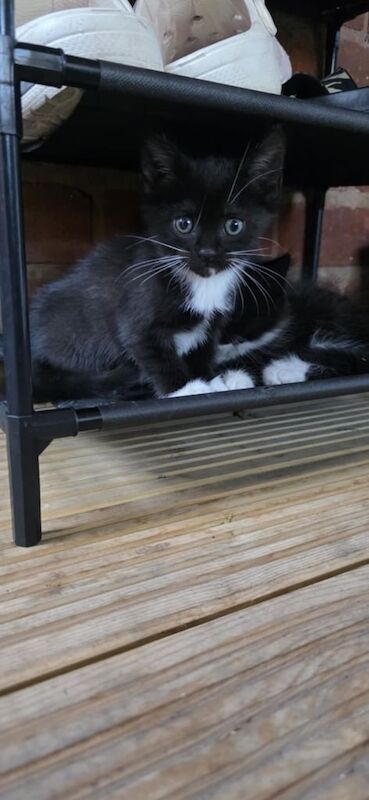 Siamese kittens for sale in Kidderminster, Worcestershire – 3 months old - Image 3 of 3