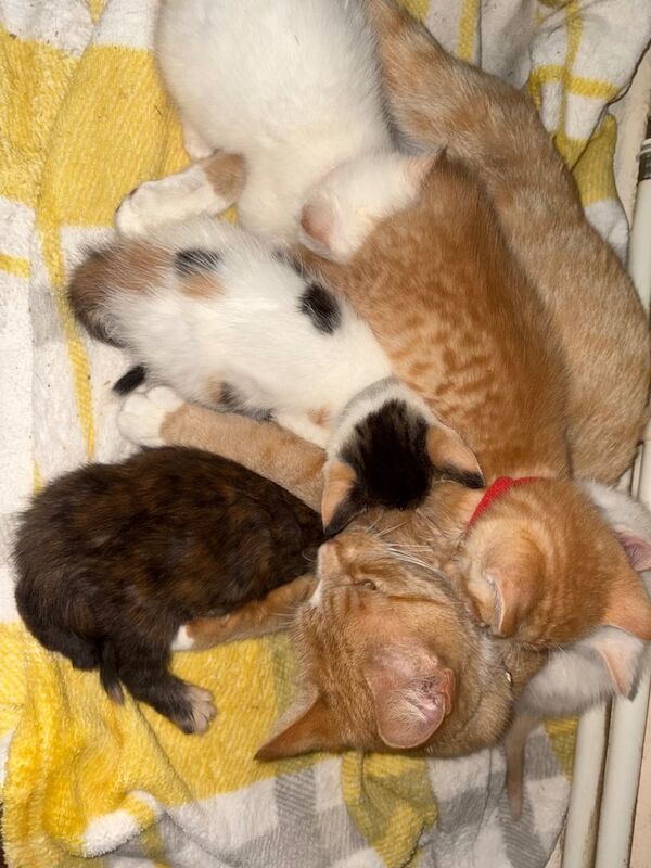 Siamese kittens for sale in Tuffley, Gloucestershire – 8 weeks old - Image 2 of 3