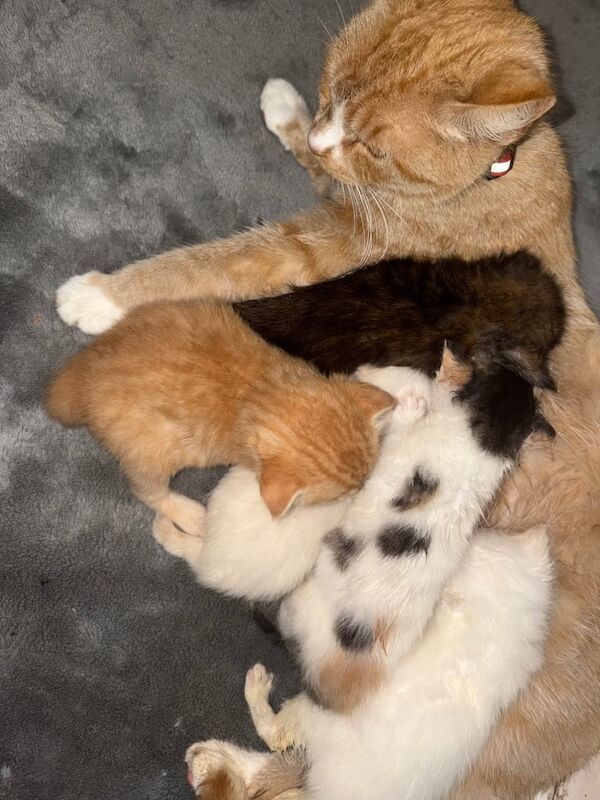 Siamese kittens for sale in Tuffley, Gloucestershire – 8 weeks old - Image 3 of 3