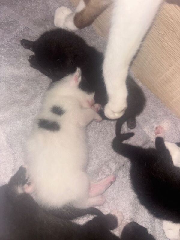 Siamese Kittens For Sale Under £300