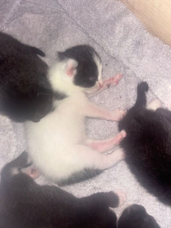 5 beautiful kittens - Image 2 of 6