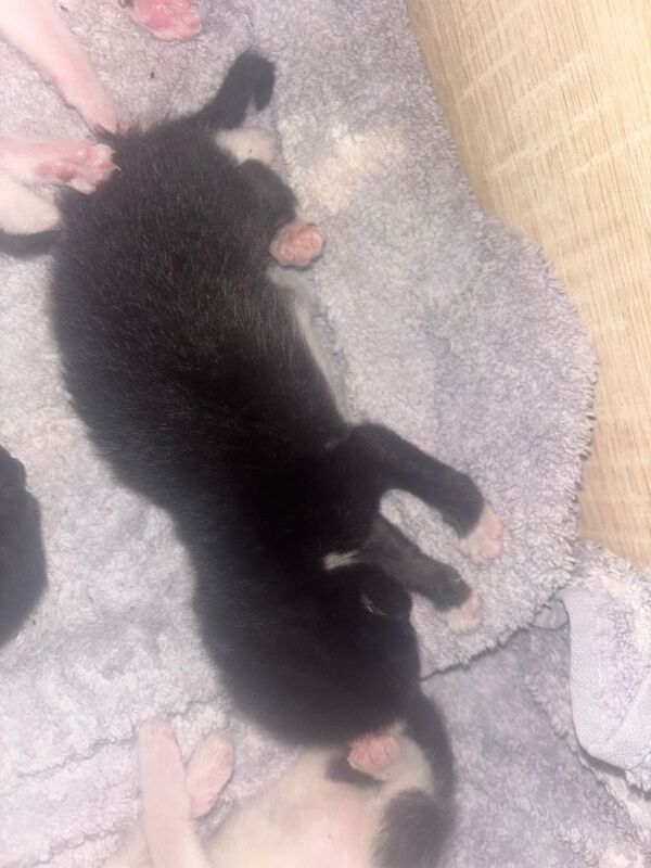 5 beautiful kittens - Image 3 of 6