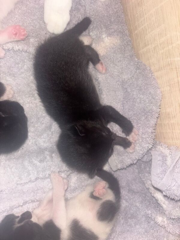 5 beautiful kittens - Image 4 of 6