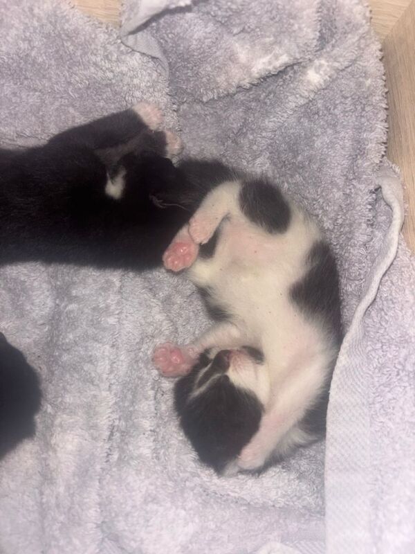 5 beautiful kittens - Image 5 of 6