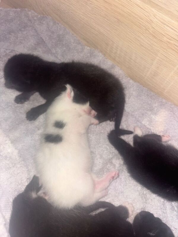 5 beautiful kittens - Image 6 of 6