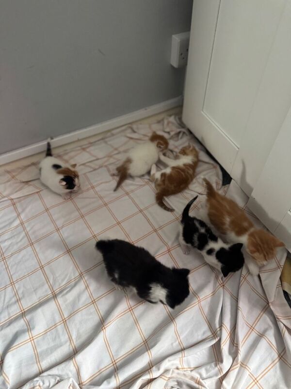 Siamese Kittens For Sale