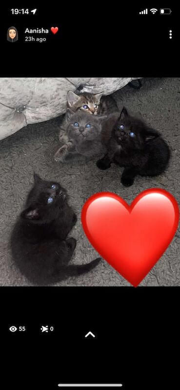 6 Siamese x tabby kittens for sale in Oldham, Greater Manchester