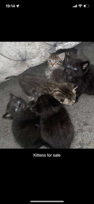 6 Siamese x tabby kittens for sale in Oldham, Greater Manchester - Image 2