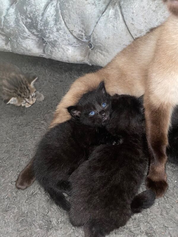 6 Siamese x tabby kittens for sale in Oldham, Greater Manchester - Image 3