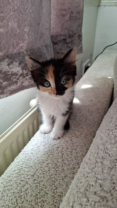 Siamese kittens for sale in Bedford, Bedfordshire – 8 weeks old