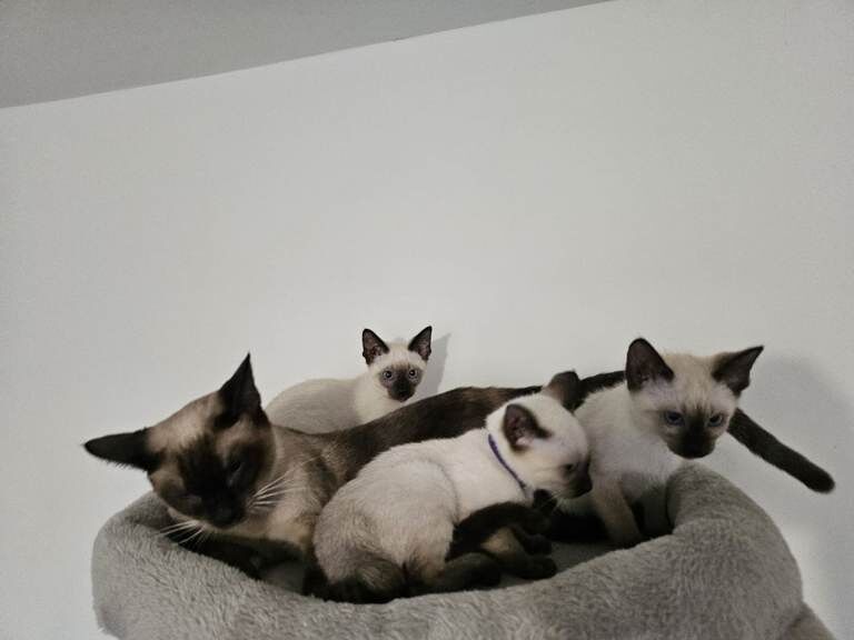 Siamese kittens for sale in Preston, Lancashire – 3 months old