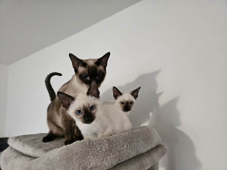 Siamese kittens for sale in Preston, Lancashire – 3 months old - Image 2 of 3