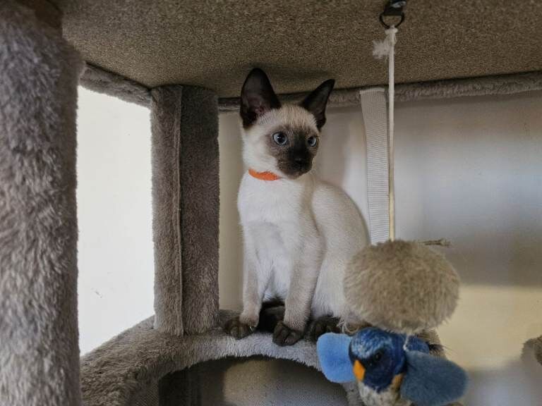 Siamese kittens for sale in Preston, Lancashire – 3 months old - Image 3 of 3