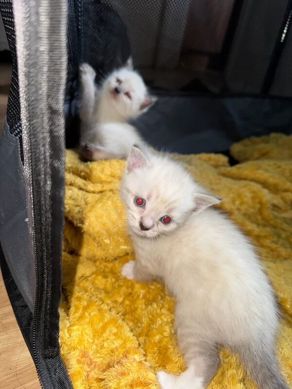 Siamese kittens for sale in Edmonton, Greater London – 3 weeks old