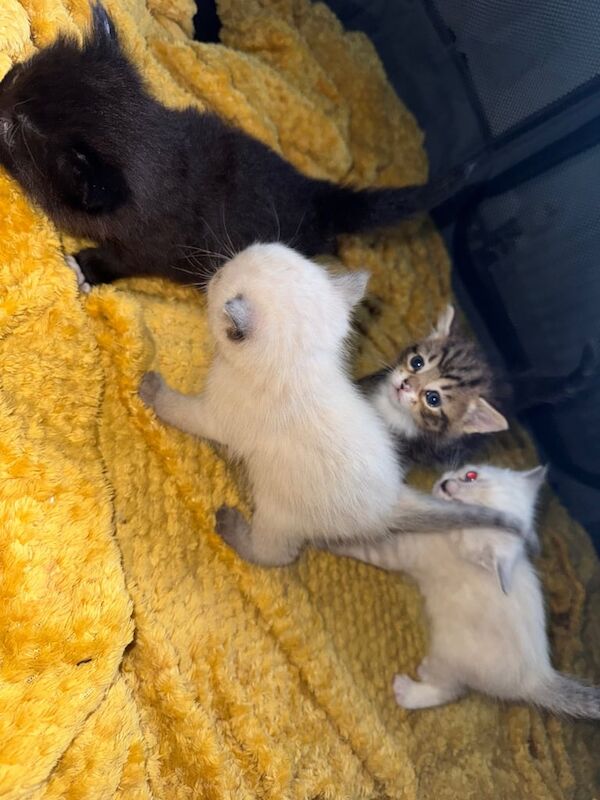 Siamese kittens for sale in Edmonton, Greater London – 3 weeks old - Image 2 of 3