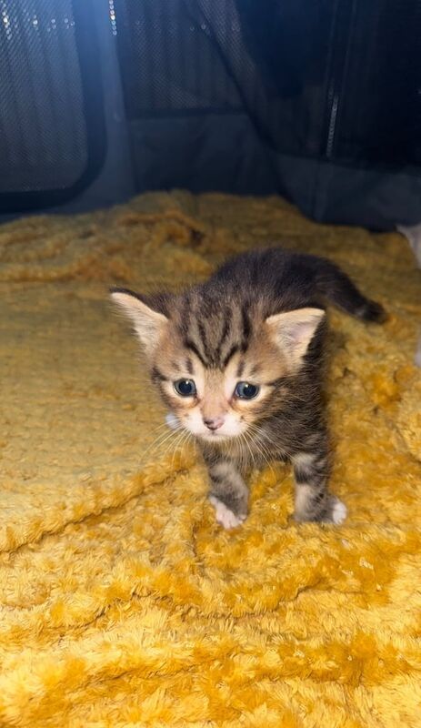 Siamese kittens for sale in Edmonton, Greater London – 3 weeks old - Image 3 of 3