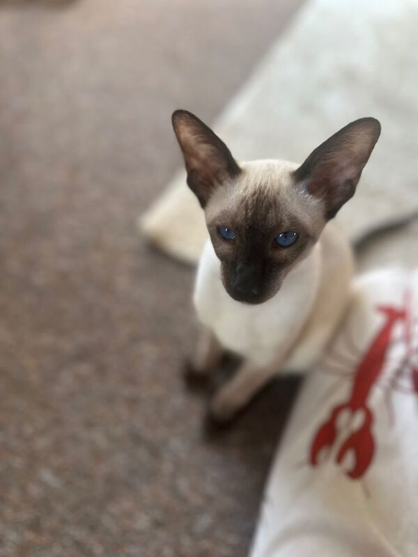 Beautiful seal point Siamese - Image 2 of 5