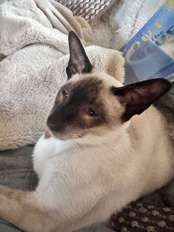 Beautiful seal point Siamese - Image 3 of 5