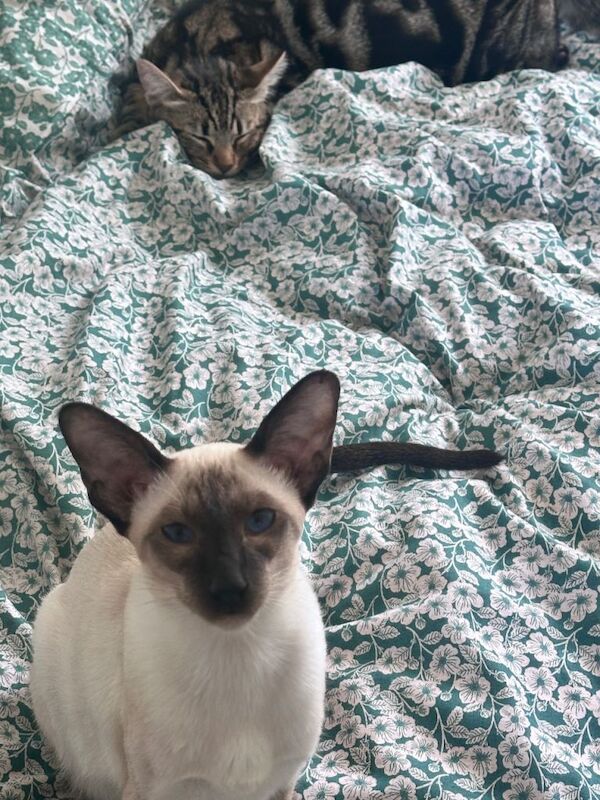 Beautiful seal point Siamese - Image 4 of 5