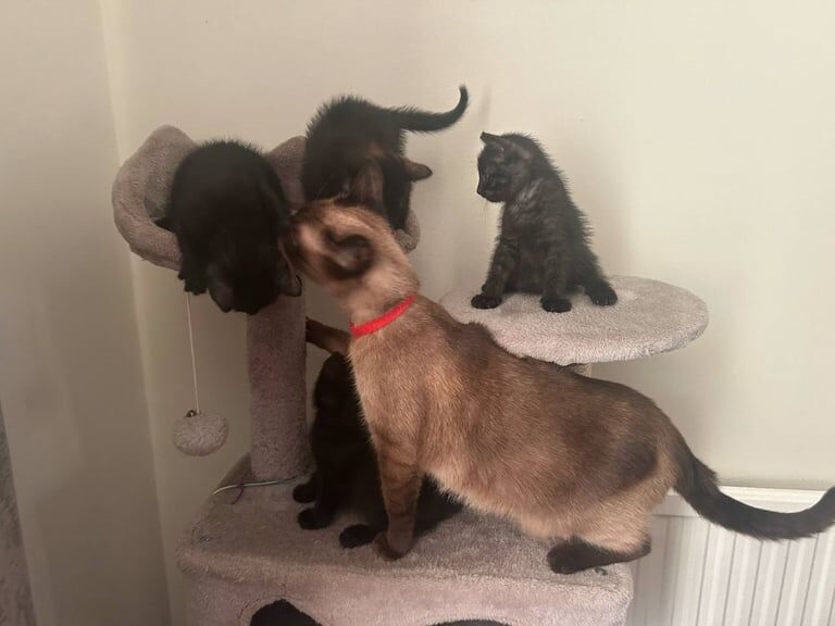 Beautiful siamese kitten ready for new home for sale in Barking, Greater London