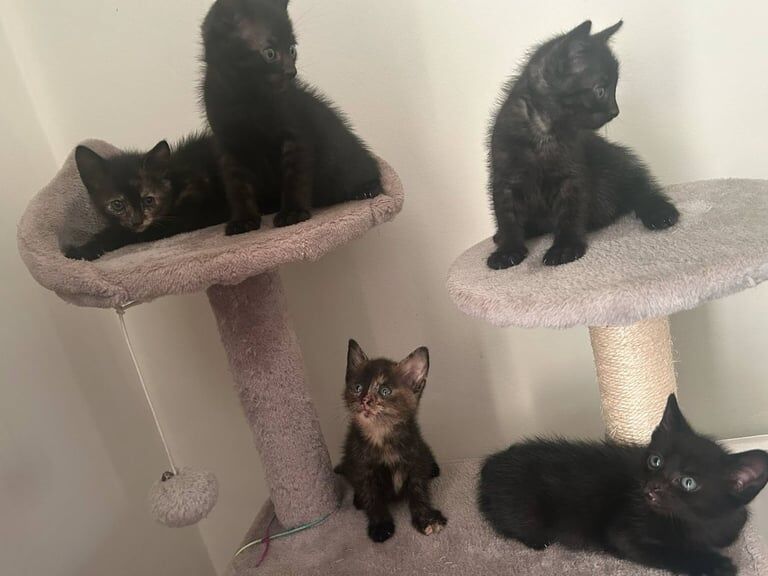 Beautiful siamese kitten ready for new home for sale in Barking, Greater London - Image 2