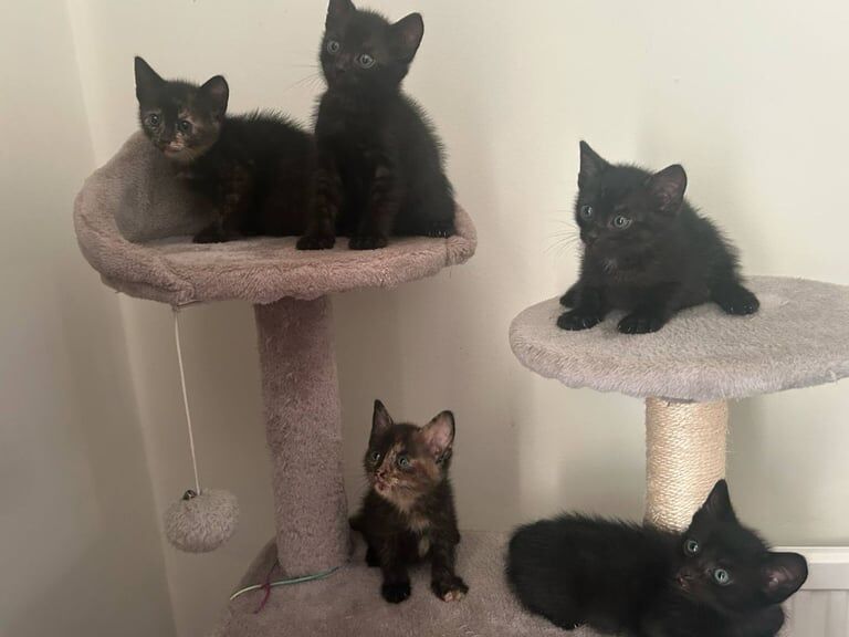 Beautiful siamese kitten ready for new home for sale in Barking, Greater London - Image 3