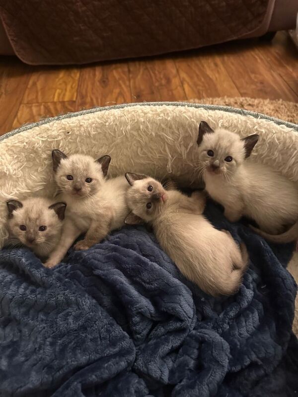 Siamese kittens for sale in Tandragee, County Armagh – 5 weeks old