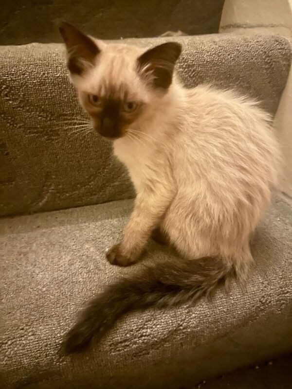 Beautiful siamese kittens cross breed