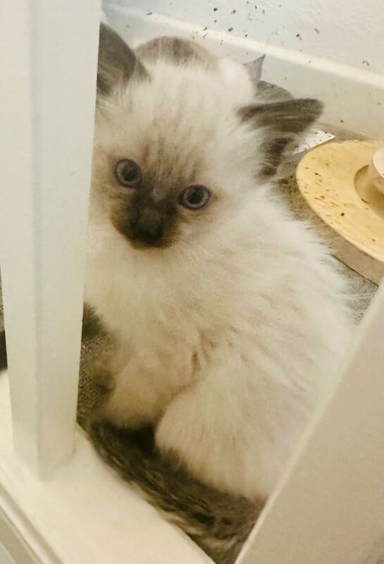 Siamese Kittens For Sale