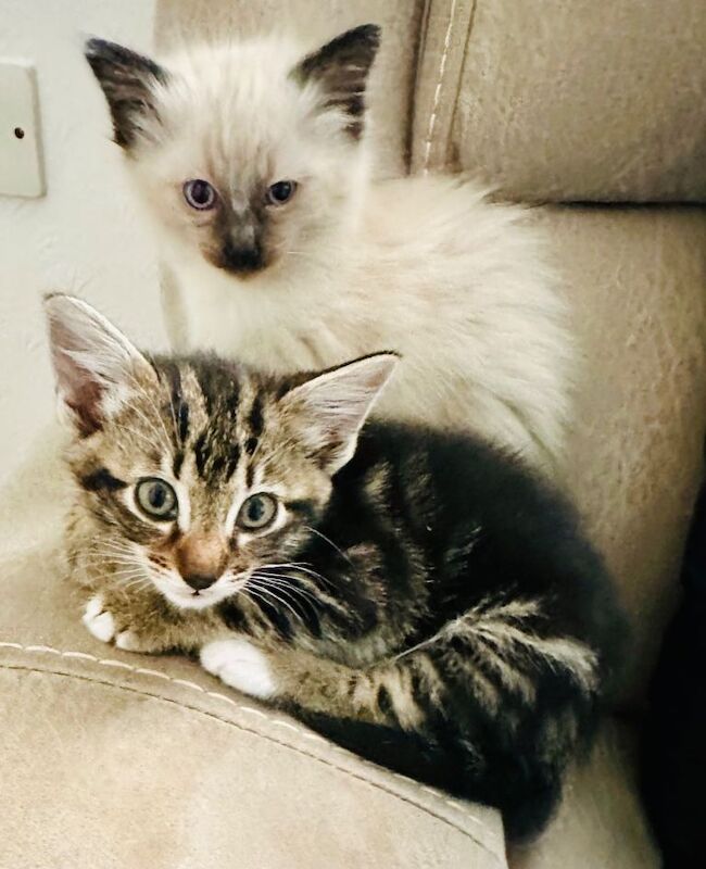 Beautiful Siamese X kittens - Image 2 of 4