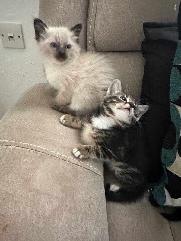 Beautiful Siamese X kittens - Image 3 of 4